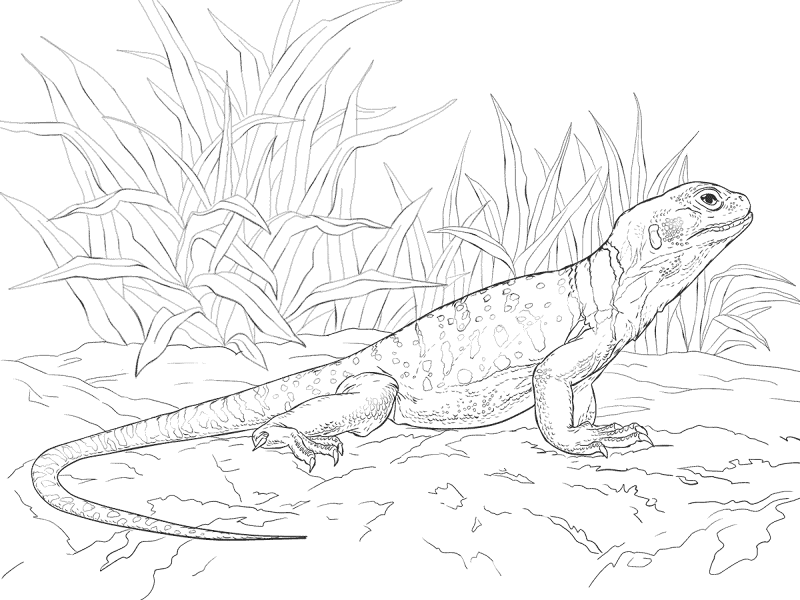 Desenho de Lagartos para colorir e imprimir: número 26