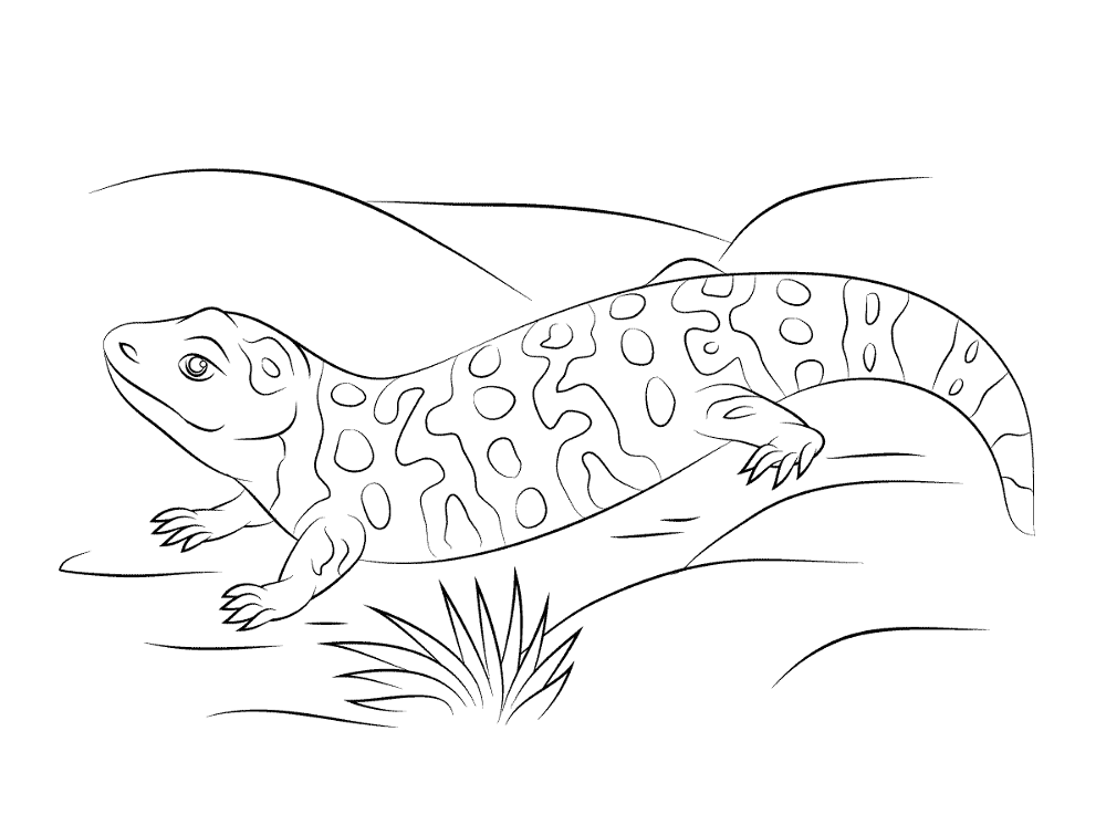 Desenho de Lagartos para colorir e imprimir: número 30