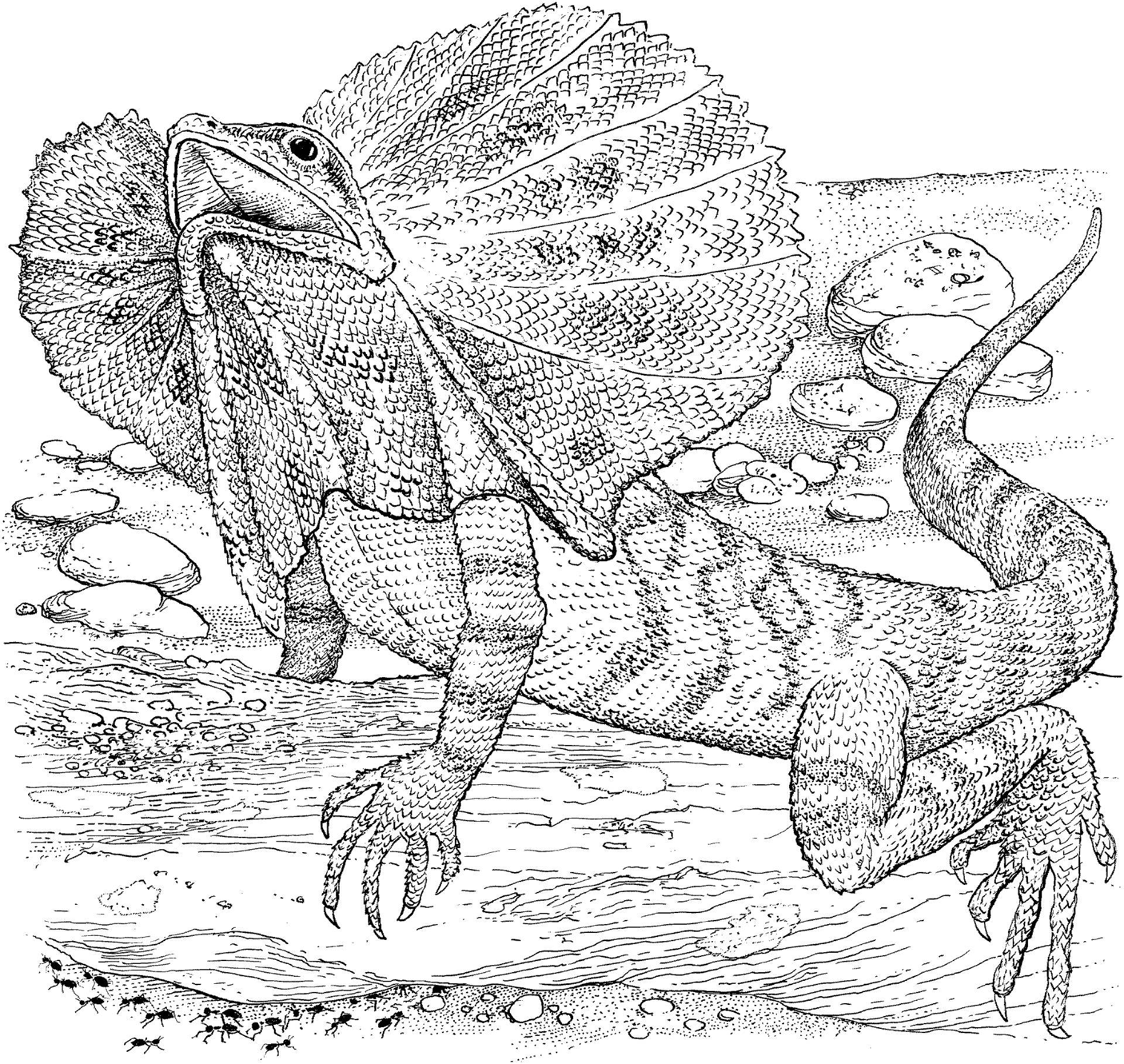Desenho de Lagartos para colorir e imprimir: número 32