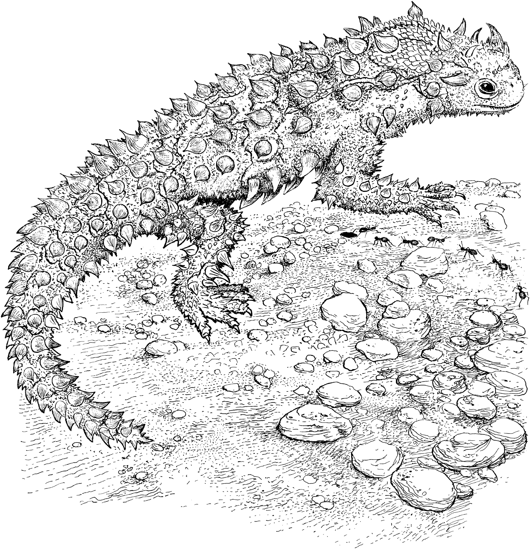 Desenho de Lagartos para colorir e imprimir: número 37