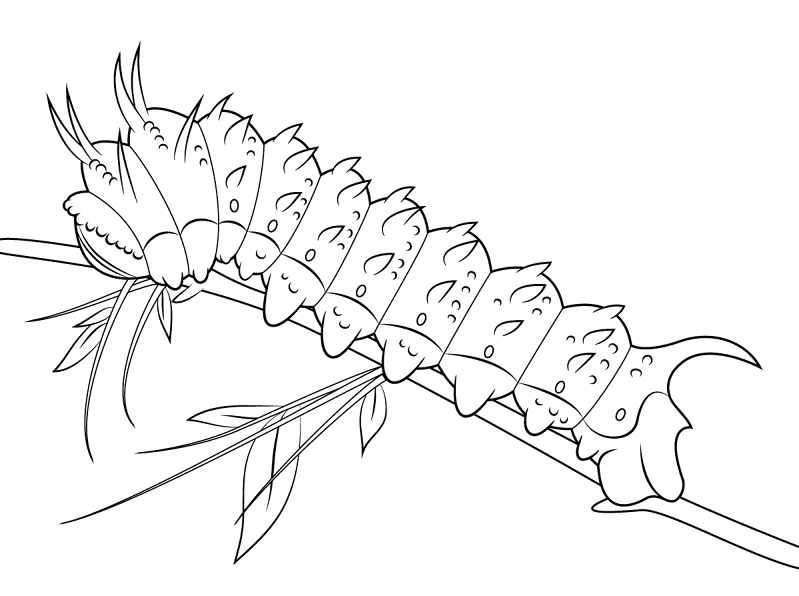 Desenho de Lagartos para colorir e imprimir: número 39