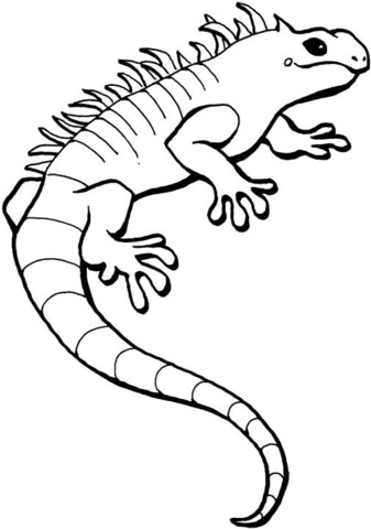 Desenho de Lagartos para colorir e imprimir: número 40