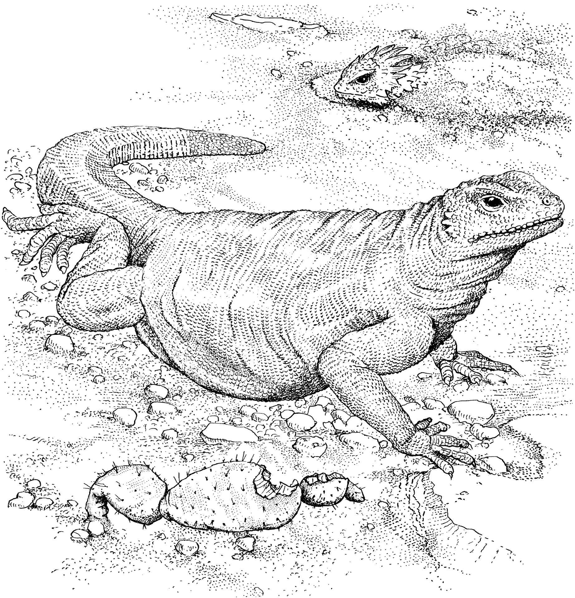 Desenho de Lagartos para colorir e imprimir: número 41