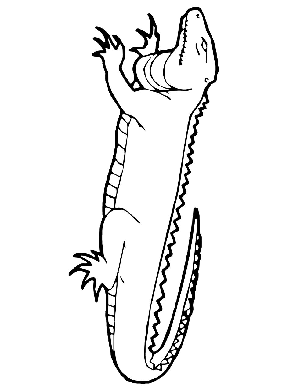 Desenho de Lagartos para colorir e imprimir: número 46