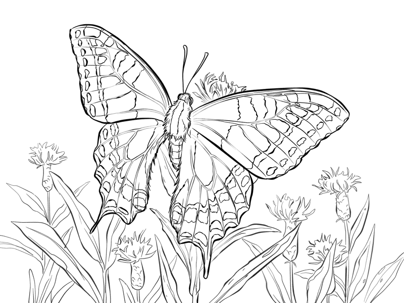 Desenho de Lagartos para colorir e imprimir: número 47