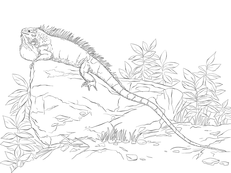 Desenho de Lagartos para colorir e imprimir: número 48