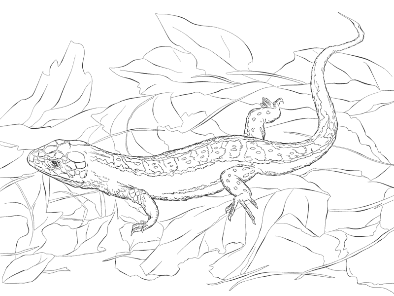 Desenho de Lagartos para colorir