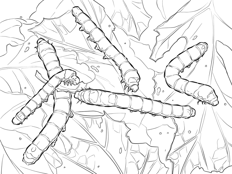 Desenho de Lagartos para colorir