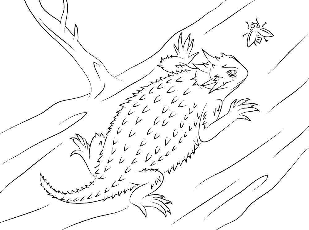 Desenho de Lagartos para colorir
