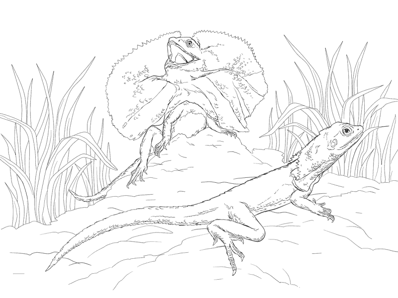 Desenho de Lagartos para colorir