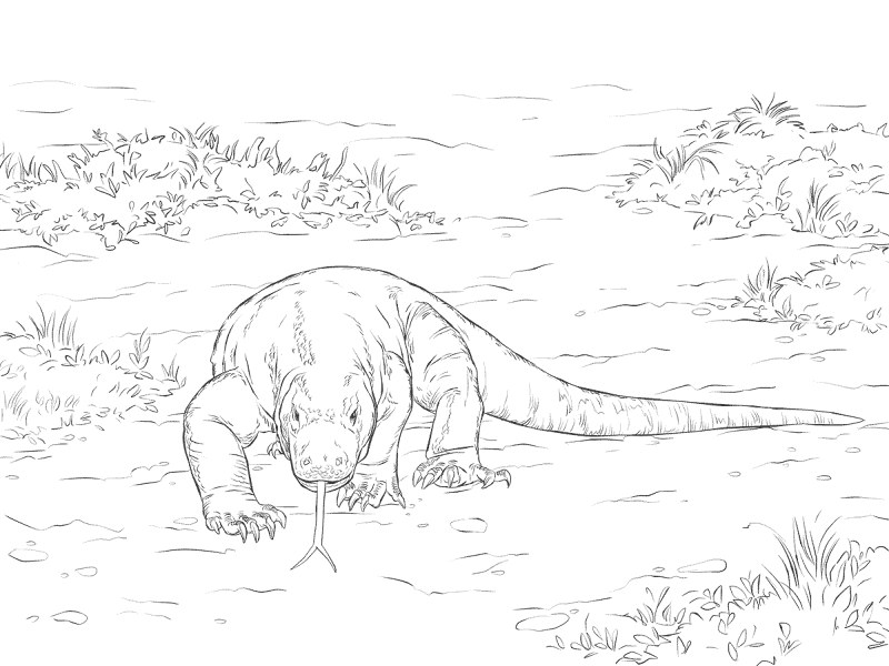 Desenho de Lagartos para colorir