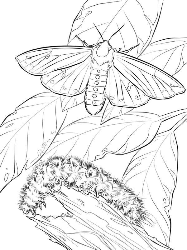 Desenho de Lagartos para colorir