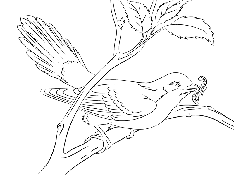Desenho de Lagartos para colorir