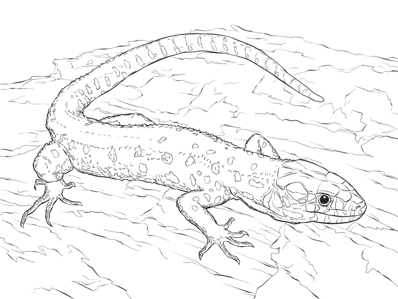 Desenho de Lagartos para colorir