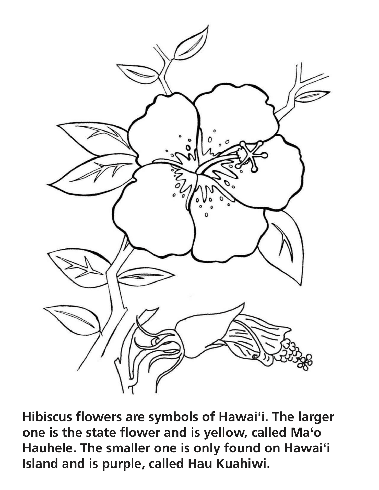 Desenho de Lei Havaiana para colorir e imprimir: número 3