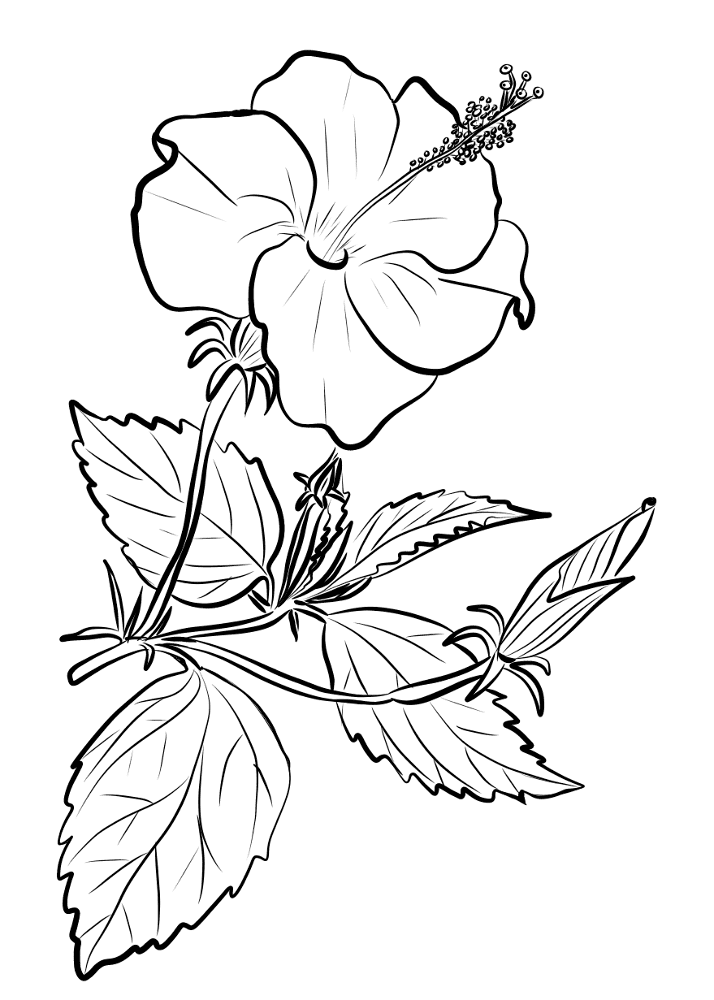 Desenho de Lei Havaiana para colorir e imprimir: número 8