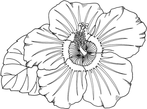 Desenho de Lei Havaiana para colorir e imprimir: número 11