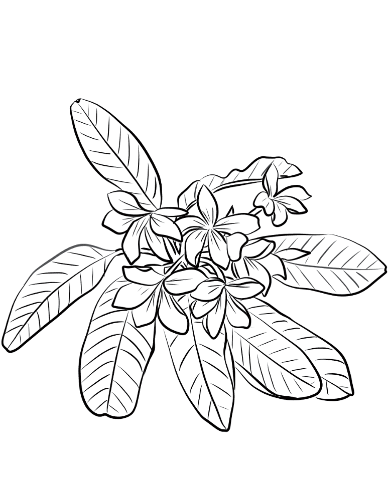 Desenho de Lei Havaiana para colorir e imprimir: número 18