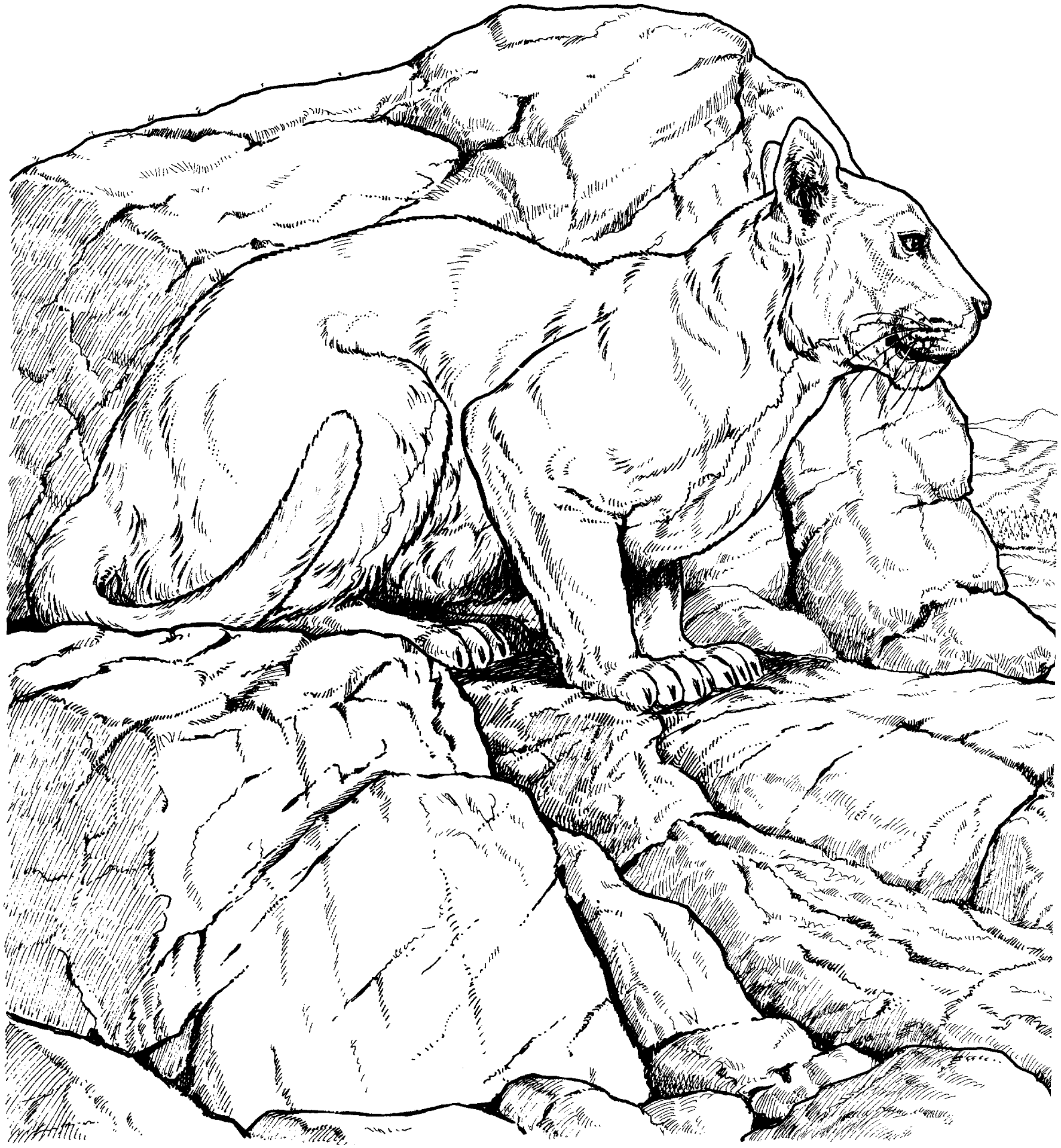 Desenho de Leóes para colorir e imprimir: número 10