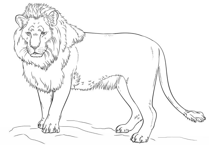 Desenho de Leóes para colorir e imprimir: número 12
