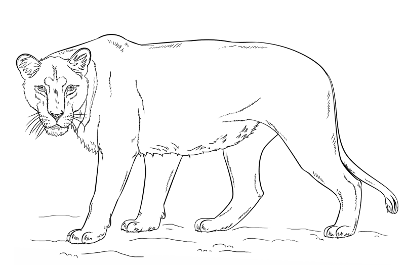 Desenho de Leóes para colorir e imprimir: número 13