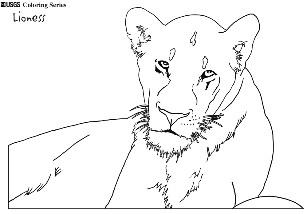 Desenho de Leóes para colorir e imprimir: número 16