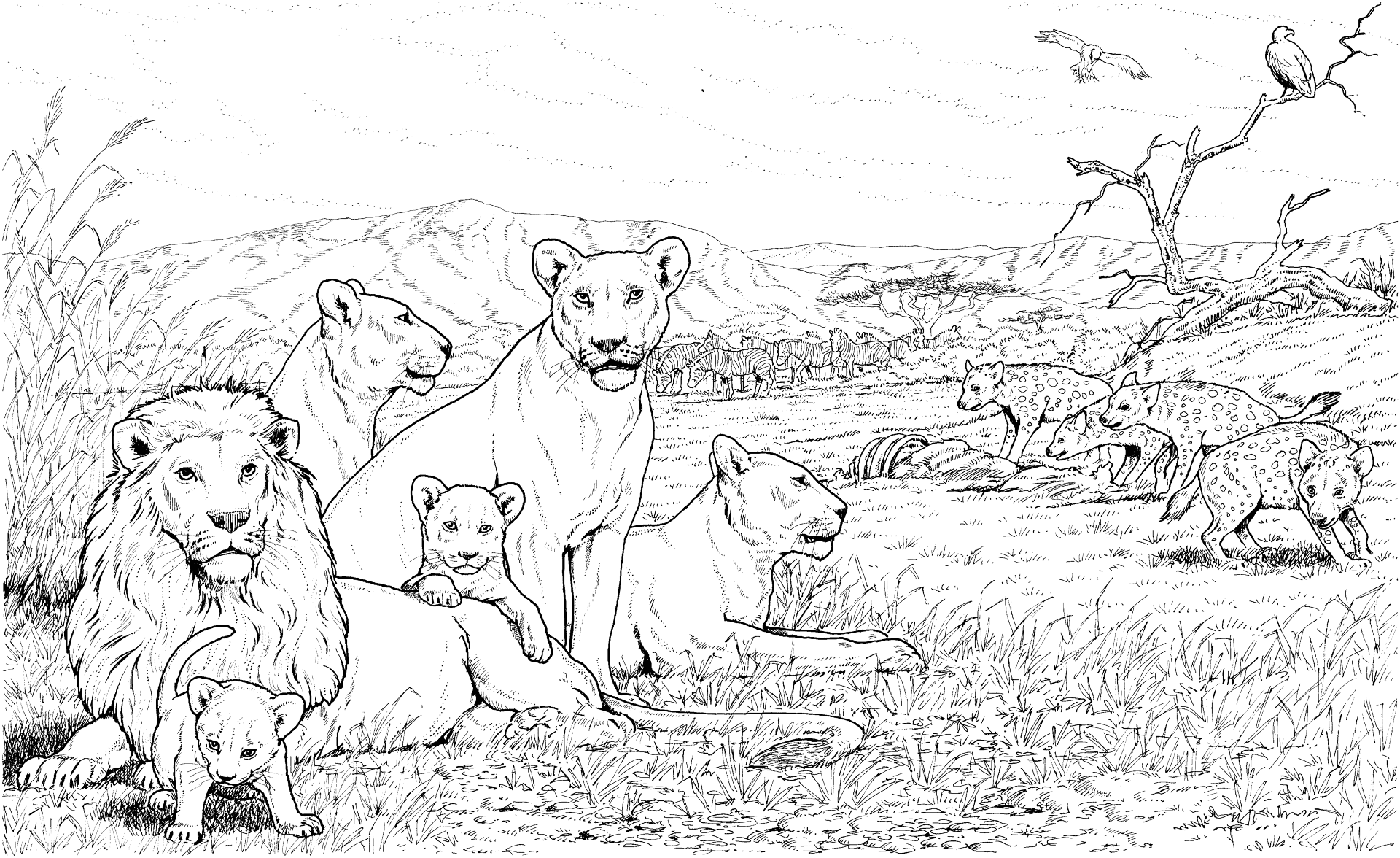 Desenho de Leóes para colorir
