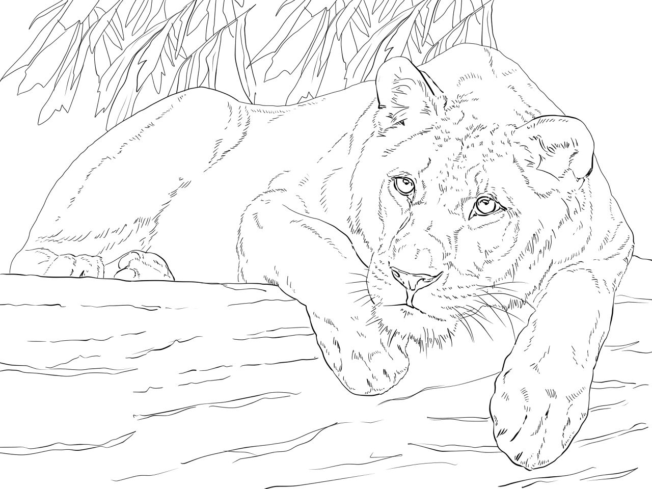 Desenho de Leóes para colorir