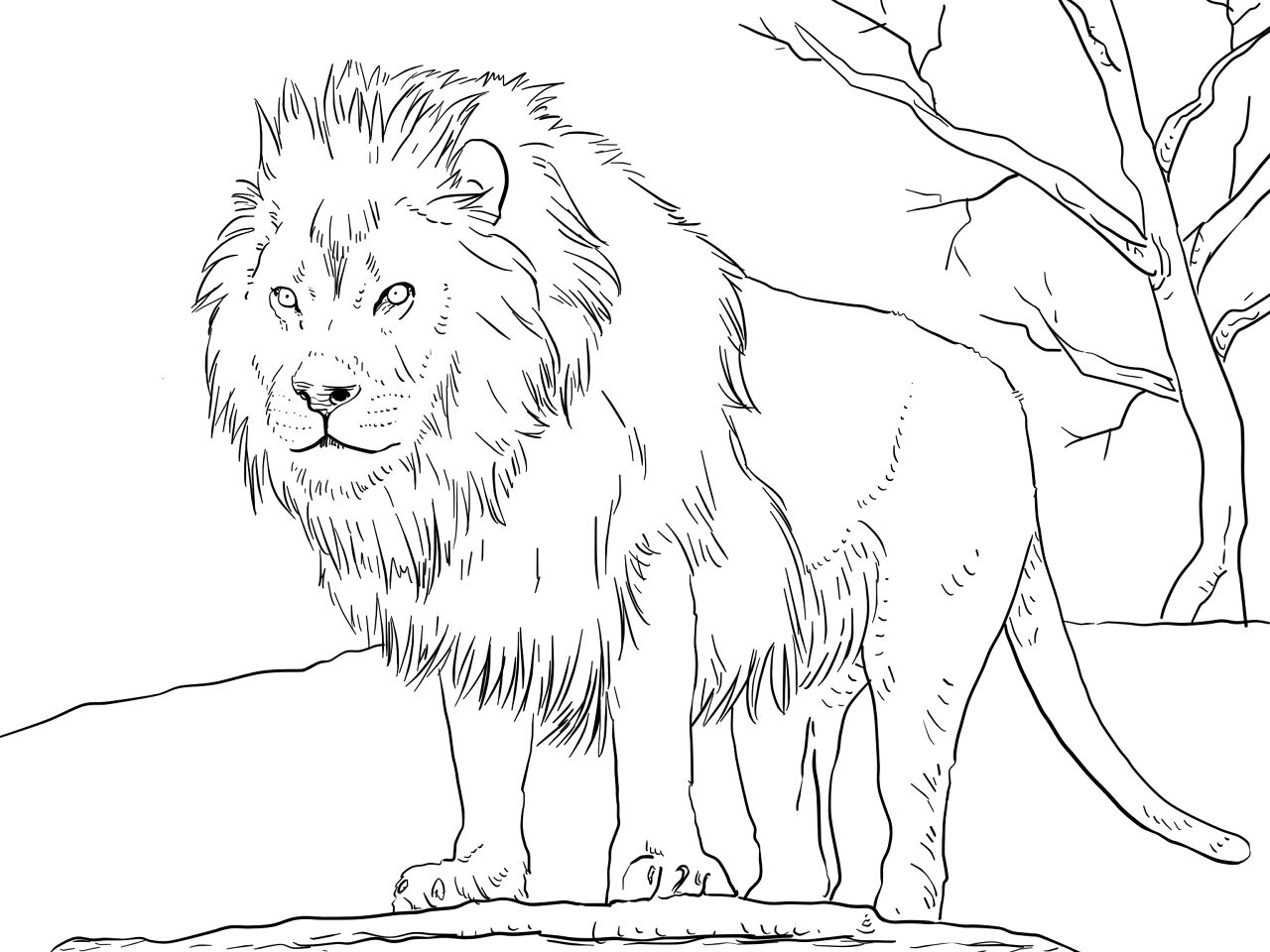 Desenho de Leóes para colorir