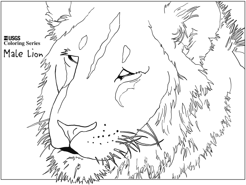 Desenho de Leóes para colorir