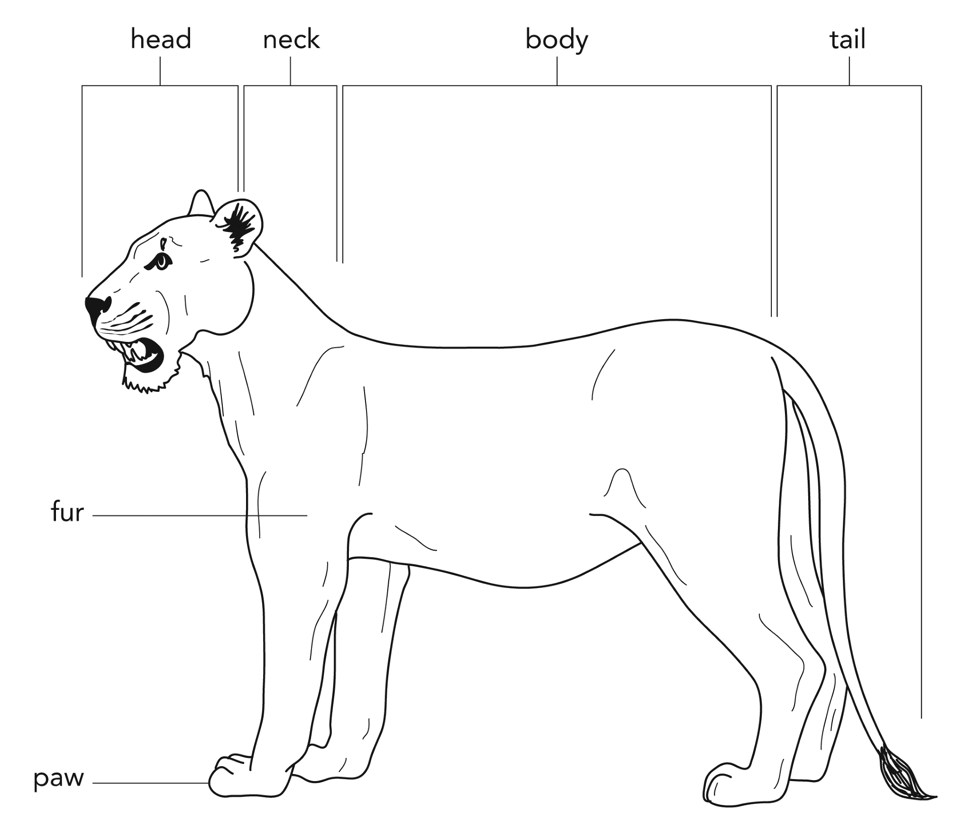 Desenho de Leóes para colorir