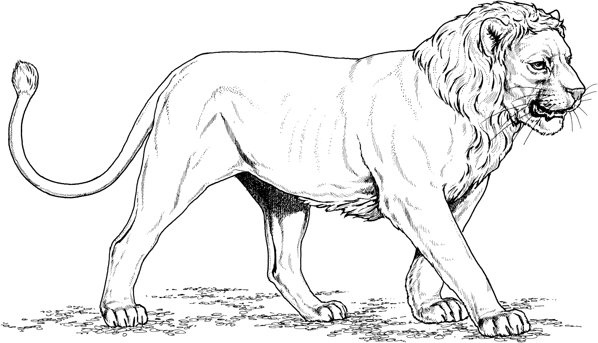 Desenho de Leóes para colorir