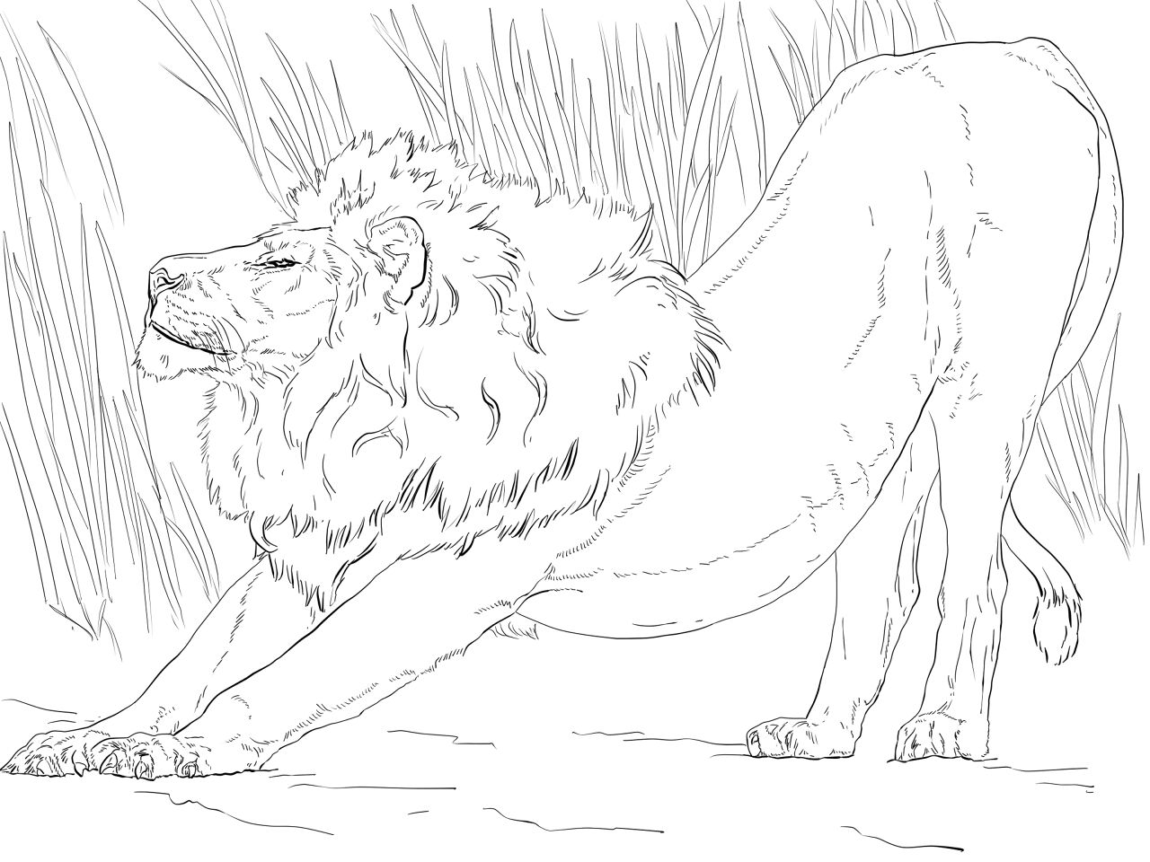 Desenho de Leóes para colorir