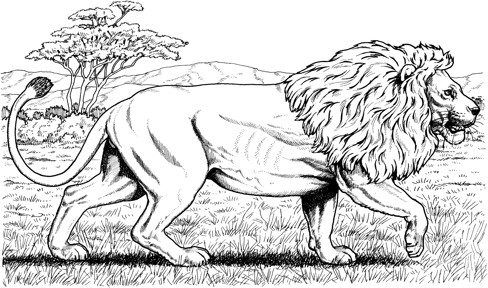 Desenho de Leóes para colorir