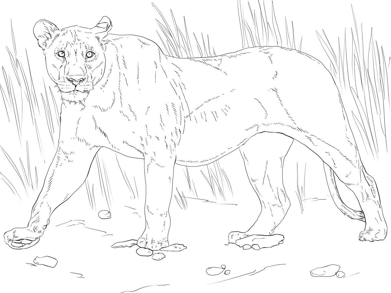Desenho de Leóes para colorir