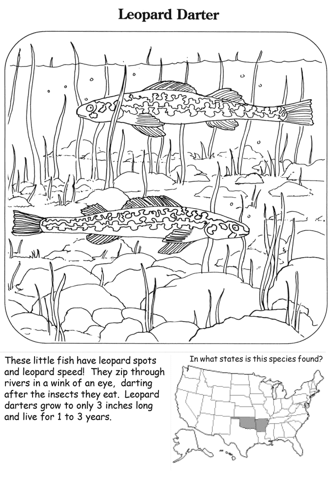 Desenho de Leopardos para colorir e imprimir: número 1