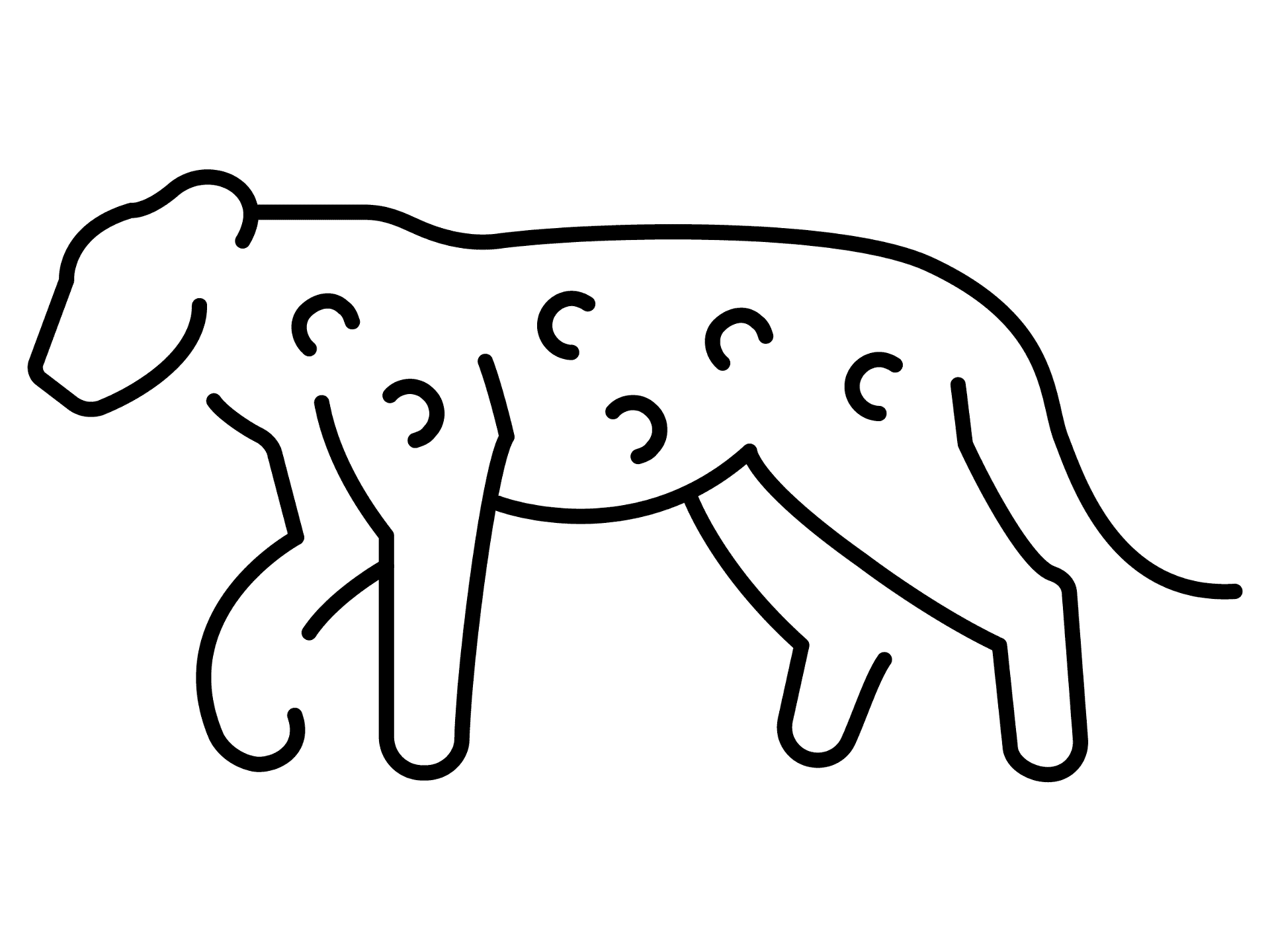 Desenho de Leopardos para colorir e imprimir: número 6