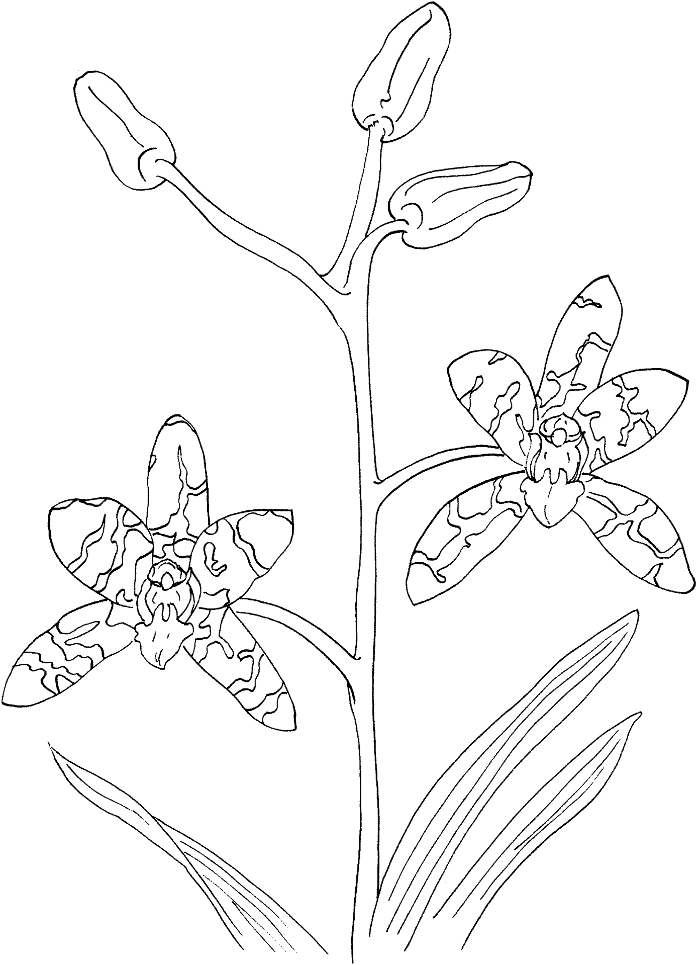 Desenho de Leopardos para colorir e imprimir: número 22