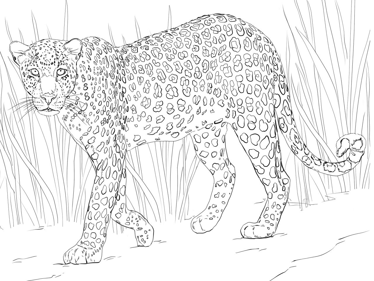 Desenho de Leopardos para colorir e imprimir: número 23