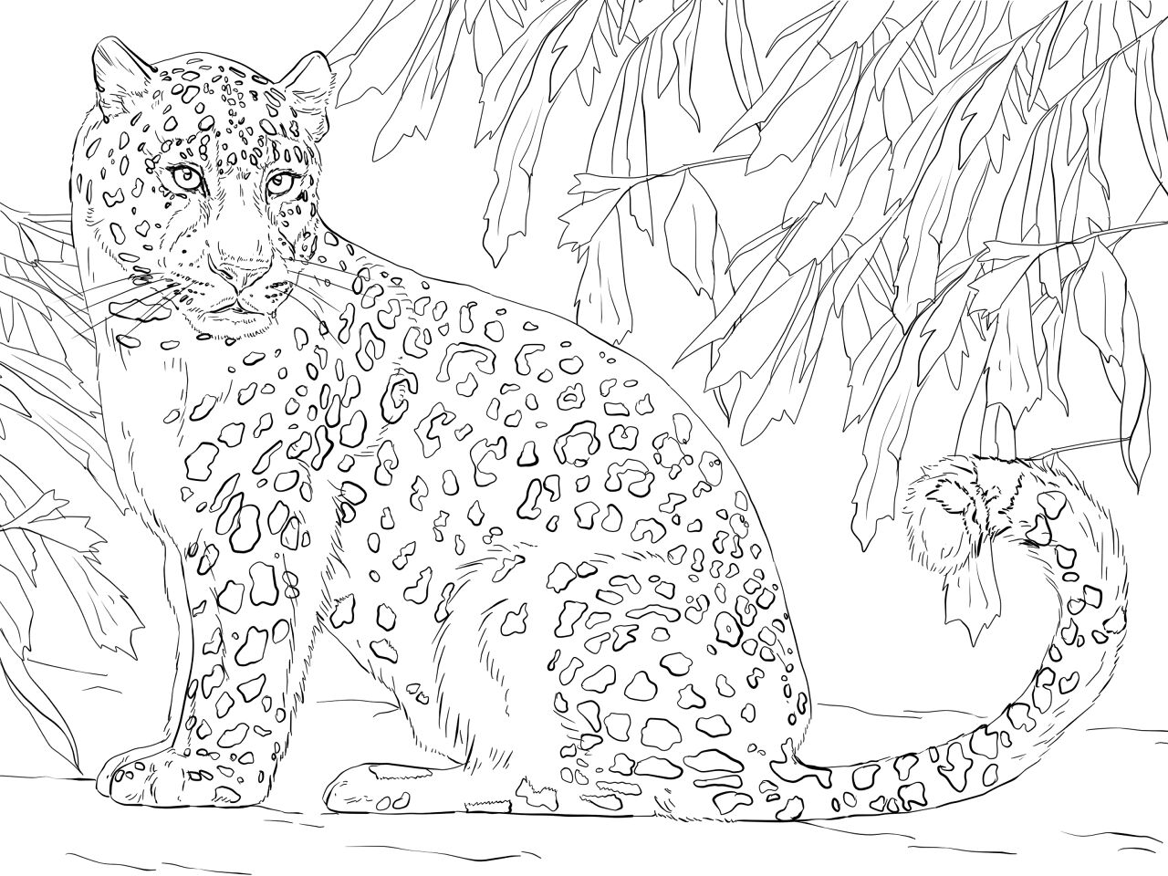 Desenho de Leopardos para colorir e imprimir: número 24