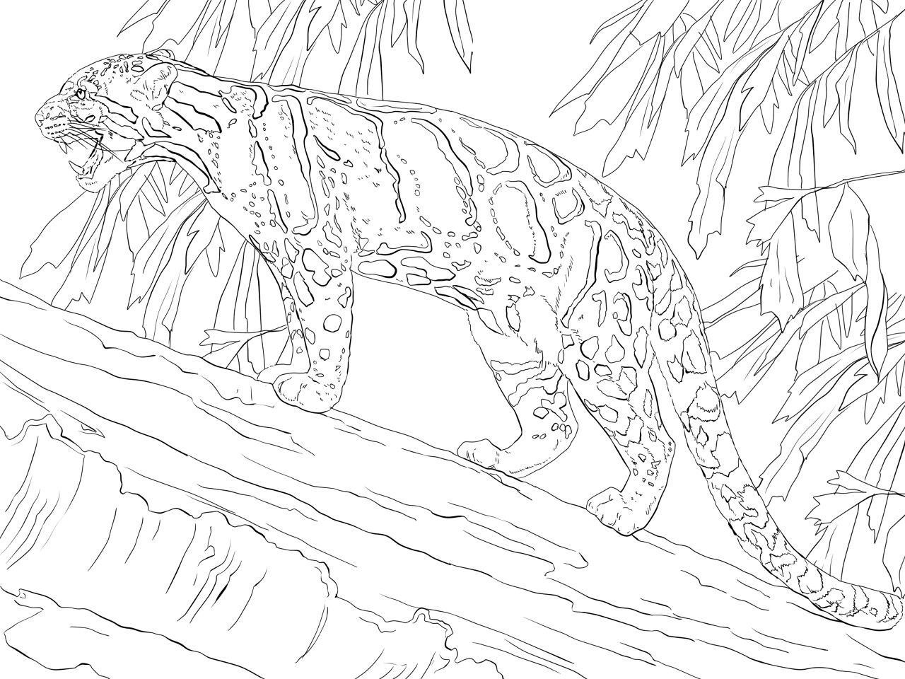Desenho de Leopardos para colorir e imprimir: número 26