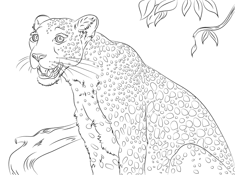 Desenho de Leopardos para colorir e imprimir: número 29