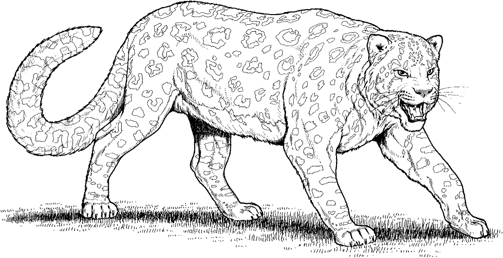 Desenho de Leopardos para colorir e imprimir: número 30