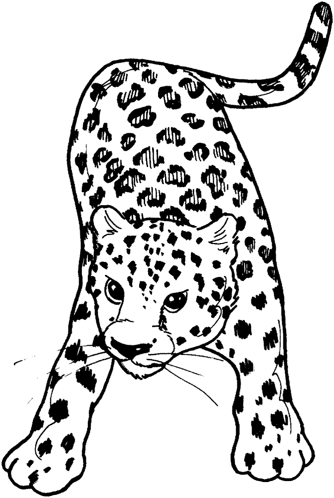 Desenho de Leopardos para colorir e imprimir: número 31