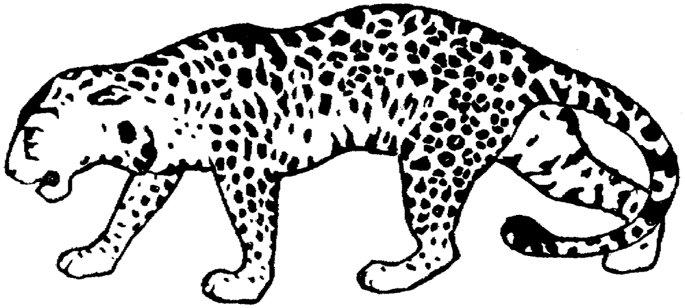Desenho de Leopardos para colorir e imprimir: número 32