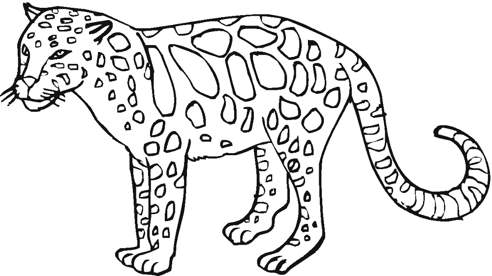 Desenho de Leopardos para colorir e imprimir: número 34