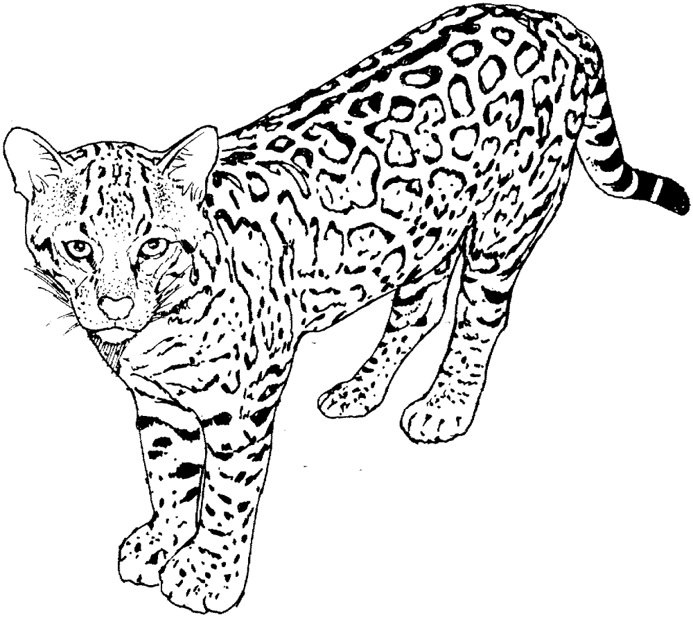 Desenho de Leopardos para colorir e imprimir: número 37