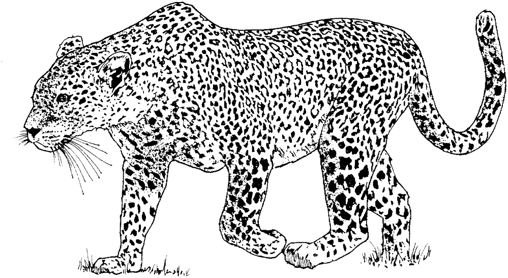 Desenho de Leopardos para colorir e imprimir: número 38