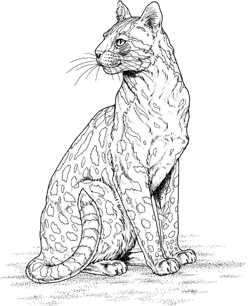 Desenho de Leopardos para colorir e imprimir: número 39