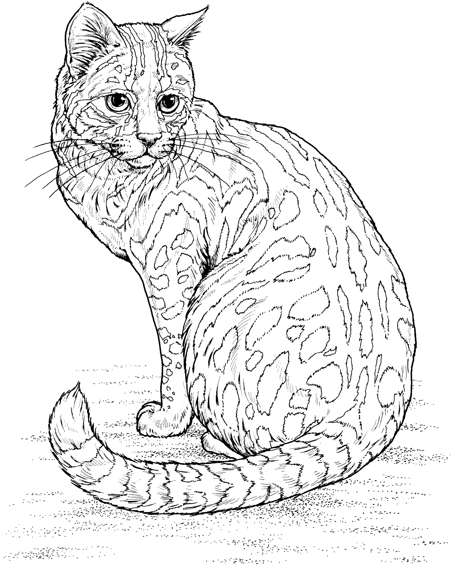 Desenho de Leopardos para colorir e imprimir: número 40
